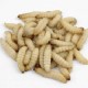 Waxworms